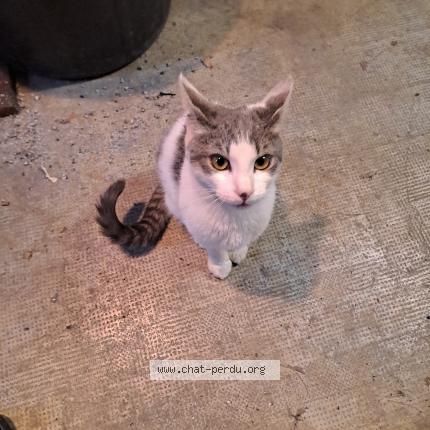 Photo 1/1 Chat trouvé Trouvé à Nimes