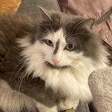 Photo de chat perdu à Saint Chamas