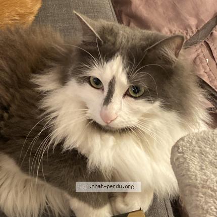 Photo 1/1 Vega Chat perdu à Saint chamas