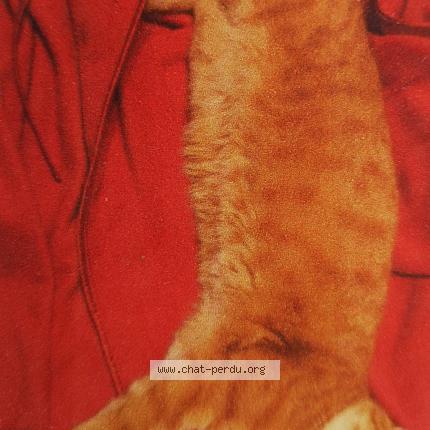 Photo 1/1 Chat retrouvé Perdu à Montreal Du Gers