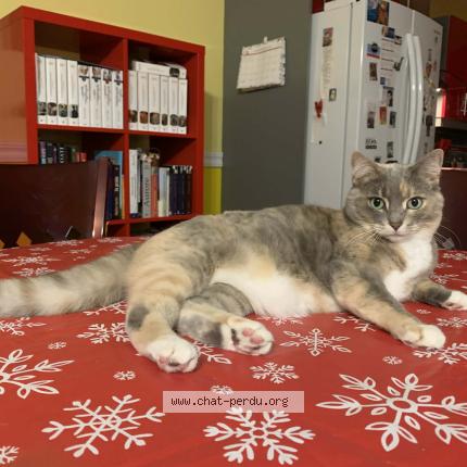 Photo 1/1 Chat retrouvé Perdu à Montreal