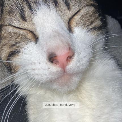 Photo 1/1 Plume Chat perdu à Fresnay sur sarthe