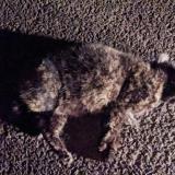 Photo de chat trouvé à Guignen