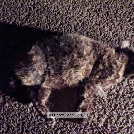 Photo 1/1 Chat trouvé Trouvé à Guignen