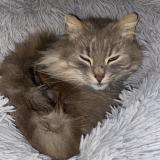 Photo de chat perdu à La Fleche