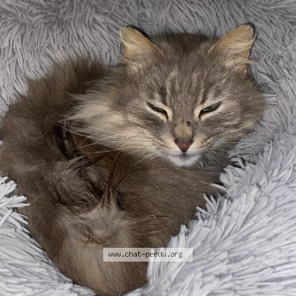 Photo 1/1 Ronron Chat perdu à La fleche