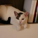 Photo de chat perdu à Aussonne