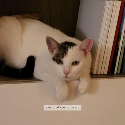 Photo 1/1 Spotty Chat perdu à Aussonne