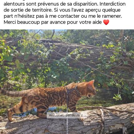 Photo 1/1 Madrid Chat perdu à Narbonne