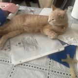 Photo de chat perdu à Laval