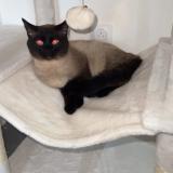 Photo de chat perdu à Morez