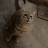 Photo de chat perdu à Hallsboro