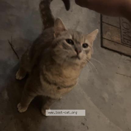 Photo 1/1 Draco Chat perdu à Hallsboro