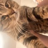 Photo de chat perdu à Saint Leonard