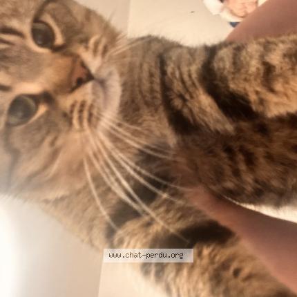 Photo 1/1 Cc Chat perdu à Saint leonard