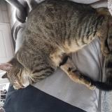 Photo de chat perdu à Biville Hague