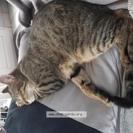 Photo 1/1 Pirate Chat perdu à Biville hague