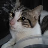 Photo de chat trouvé à Herrin