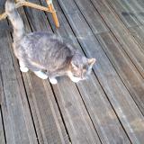 Photo de chat perdu à Besancon