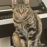 Photo de chat perdu à Eguilles