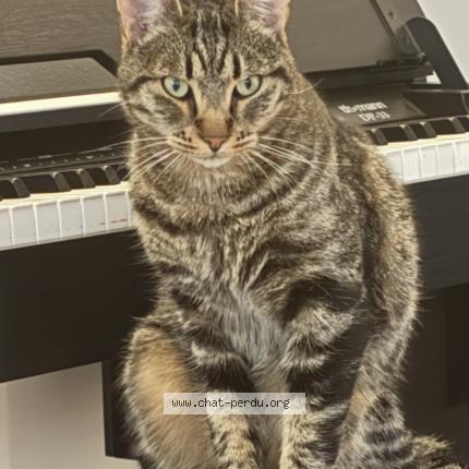 Photo 1/1 Neko Chat perdu à Eguilles