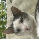 Photo de chat perdu à Lognes