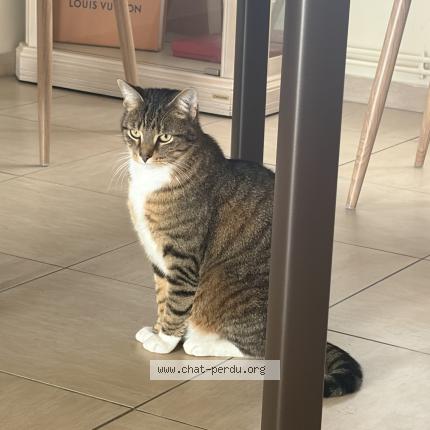 Photo 1/1 Simba Chat perdu à Wambrechies