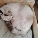 Photo de chat trouvé à Les Chavannes En Maurienne