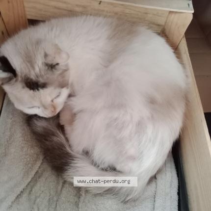 Photo 1/1 Chat trouvé Trouvé à Les chavannes en maurienne