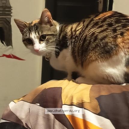 Photo 1/1 Naru Chat perdu à Les abrets en dauphine