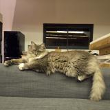 Photo de chat perdu à Cavaillon Les Vigneres