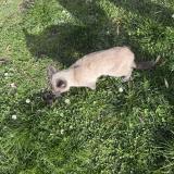 Photo de chat trouvé à Serezin Du Rhone