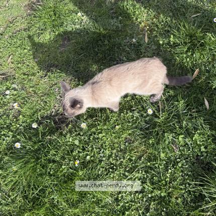 Photo 1/1 Chat trouvé Trouvé à Serezin du rhone