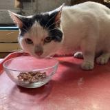 Photo de chat trouvé à Perpignan