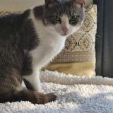 Photo de chat perdu à Challans