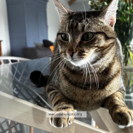 Photo 1/1 MOKA Chat perdu à Tonnay charente