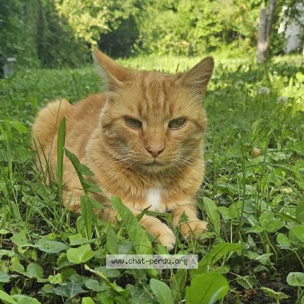 Photo de chat perdu à Montpeyroux