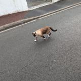 Photo de chat trouvé à Talence