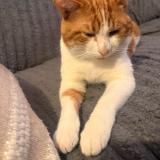 Photo de chat trouvé à Bondy