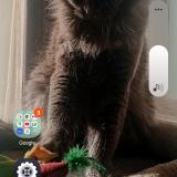 Photo de chat perdu à Valras Plage