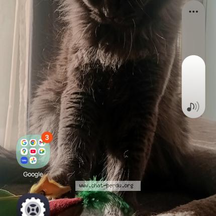 Photo 1/1 Osaka Chat perdu à Valras plage