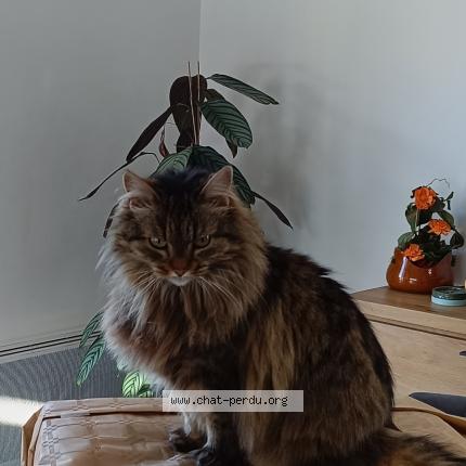 Photo 1/1 Minette Chat perdu à Saint pee sur nivelle