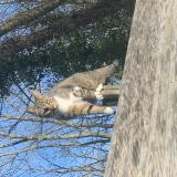 Photo de chat perdu à Villiers Sur Morin