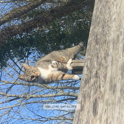 Photo 1/1 Appy Chat perdu à Villiers sur morin