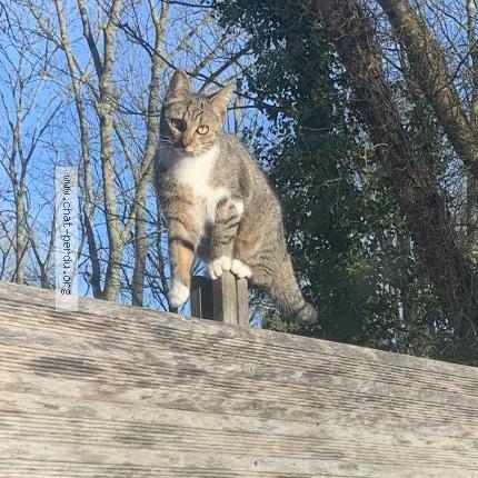 Photo 1/1 Appy Chat perdu à Villiers sur morin