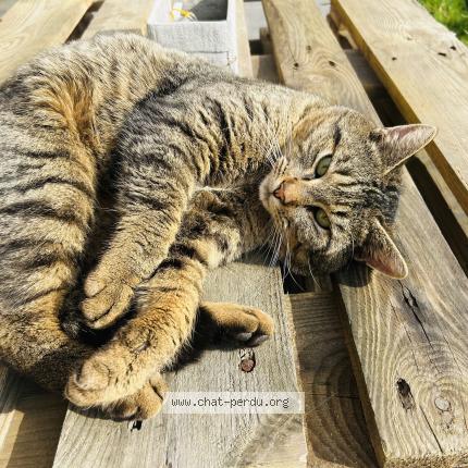 Photo 1/1 Chat trouvé Trouvé à Essars