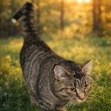 Photo de chat perdu à Voreppe