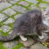 Photo de chat trouvé à Compiegne