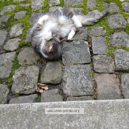 Photo 1/1 Chat trouvé Trouvé à Compiegne