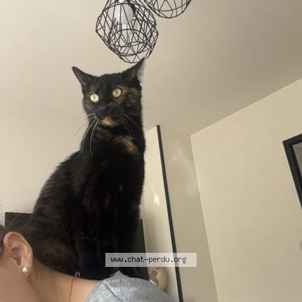 Photo 1/1 Chat retrouvé Perdu à Saumur